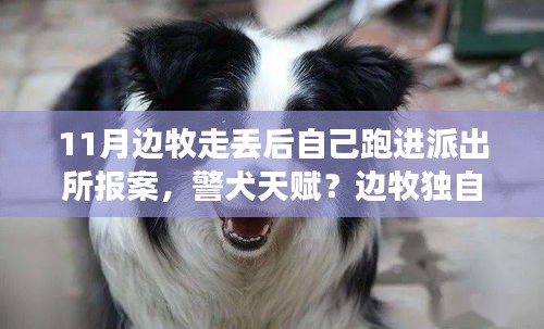 边牧独自报案展现智商，警犬天赋还是独特行为深度解析？