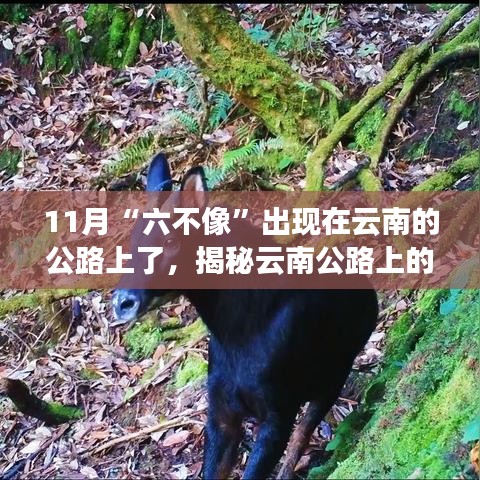 揭秘云南公路上奇特现象，六不像现身探寻未知生物之旅