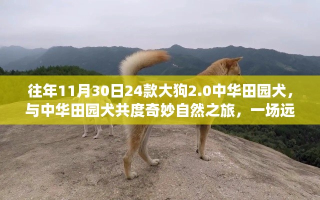 远离尘嚣的心灵觉醒，大狗2.0中华田园犬奇妙自然之旅