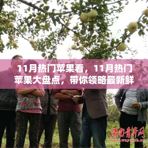 11月热门苹果大盘点，领略最新鲜果实魅力