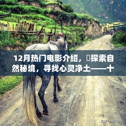 十二月热门电影，心灵洗涤之旅，秘境探索与电影之旅