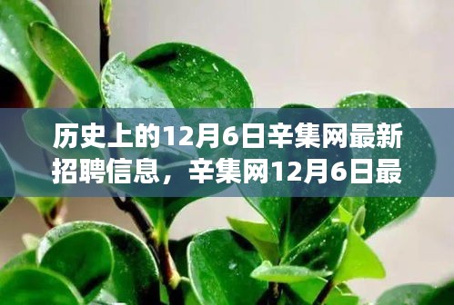 辛集网12月6日招聘信息背后的暖心故事揭晓