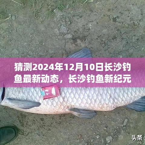 长沙钓鱼新纪元，探索之旅至2024年12月10日的钓鱼动态与乐趣体验