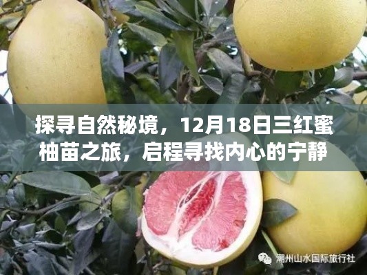 探寻自然秘境，三红蜜柚苗之旅，寻找内心的宁静与平和启程