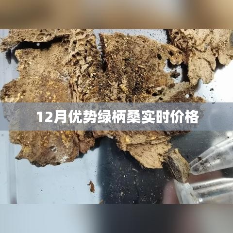 12月优势绿柄桑价格实时更新