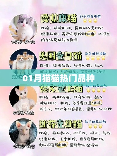 01月热门猫猫品种大盘点