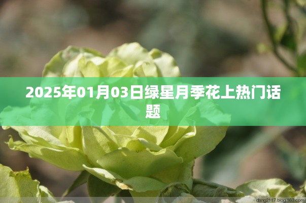 绿星月季花成热门话题，探寻其魅力与未来