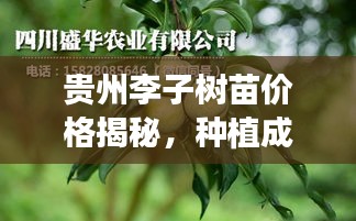 贵州李子树苗价格揭秘，种植成本与市场需求分析