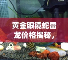 黄金眼镜蛇雷龙价格揭秘，深度解析与最新市场动态