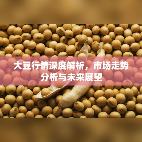 大豆行情深度解析，市场走势分析与未来展望