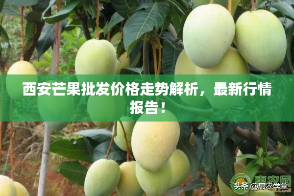 西安芒果批发价格走势解析，最新行情报告！