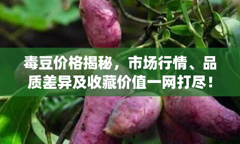 毒豆价格揭秘，市场行情、品质差异及收藏价值一网打尽！