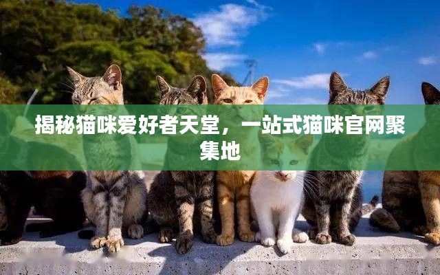 揭秘猫咪爱好者天堂，一站式猫咪官网聚集地