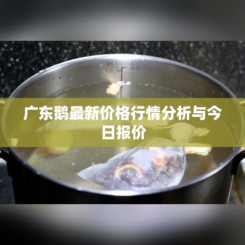 广东鹅最新价格行情分析与今日报价