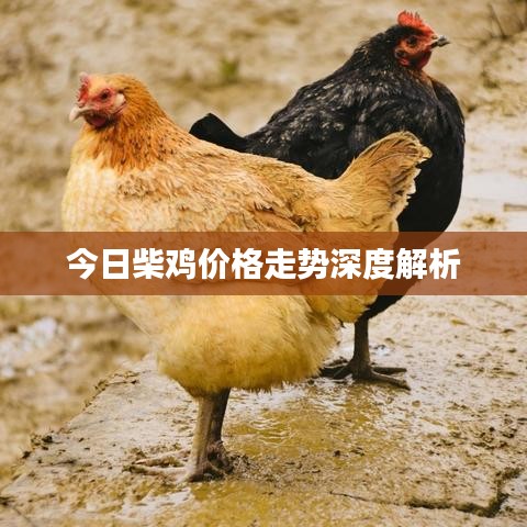 今日柴鸡价格走势深度解析