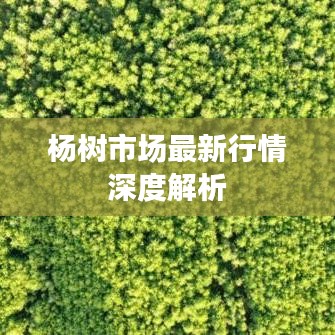 杨树市场最新行情深度解析