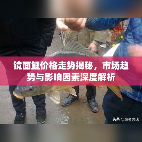 镜面鲤价格走势揭秘，市场趋势与影响因素深度解析