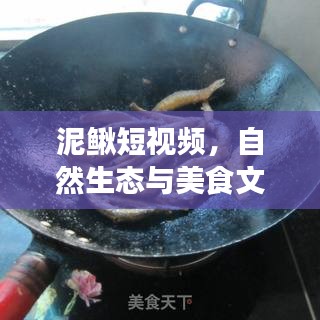 泥鳅短视频，自然生态与美食文化的绝美交融