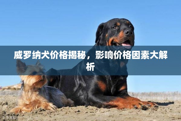 威罗纳犬价格揭秘，影响价格因素大解析