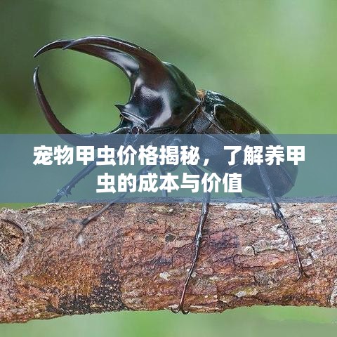 宠物甲虫价格揭秘，了解养甲虫的成本与价值