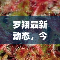 罗翔最新动态，今日最新消息一览