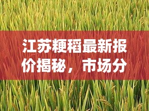 江苏粳稻最新报价揭秘，市场分析展望，掌握稻谷市场动态