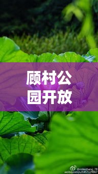 顾村公园开放状况更新，疫情下的最新消息与动态