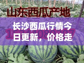 长沙西瓜行情今日更新，价格走势及最新动态